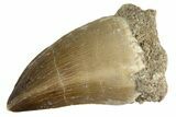 Fossil Mosasaur (Thalassotitan) Tooth - Morocco #345102-1
